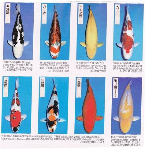 錦鯉 種類